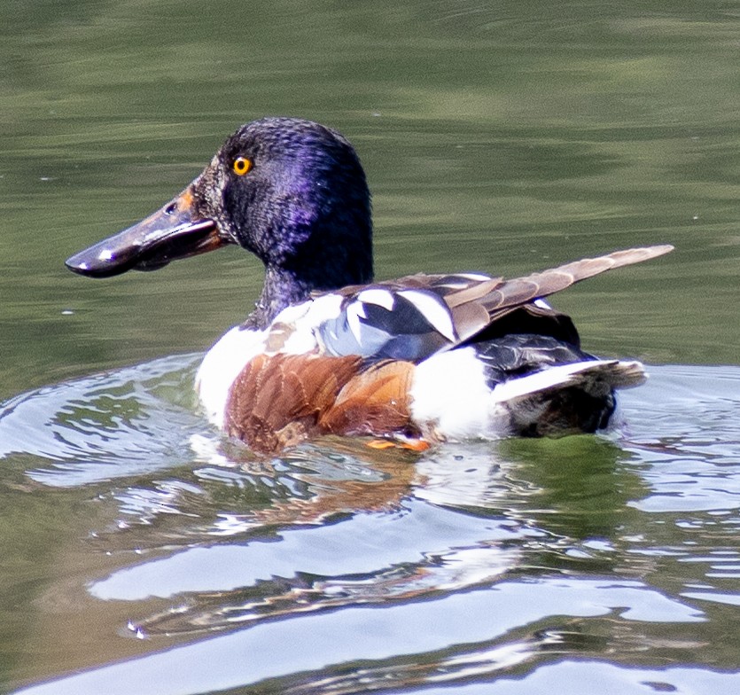 Northern Shoveler - Jim Wilson