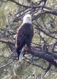 Bald Eagle - Jim Wilson