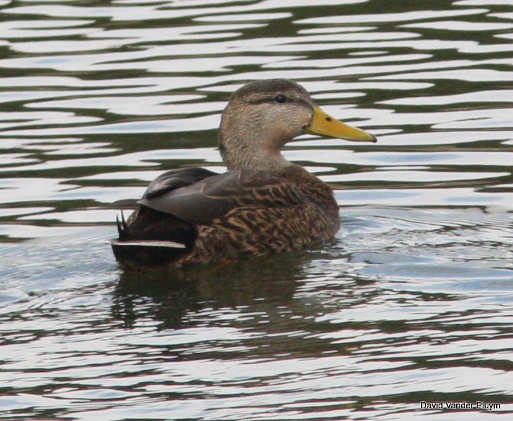 Hybride Canard colvert x C. du Mexique - ML615931000