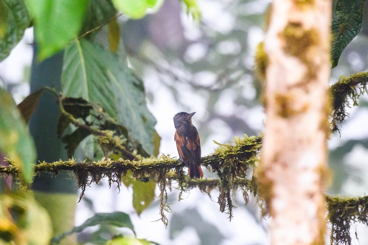 Угольный бекард - ML615931010