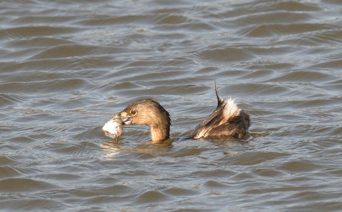 Pied-billed Grebe - Avery Dart