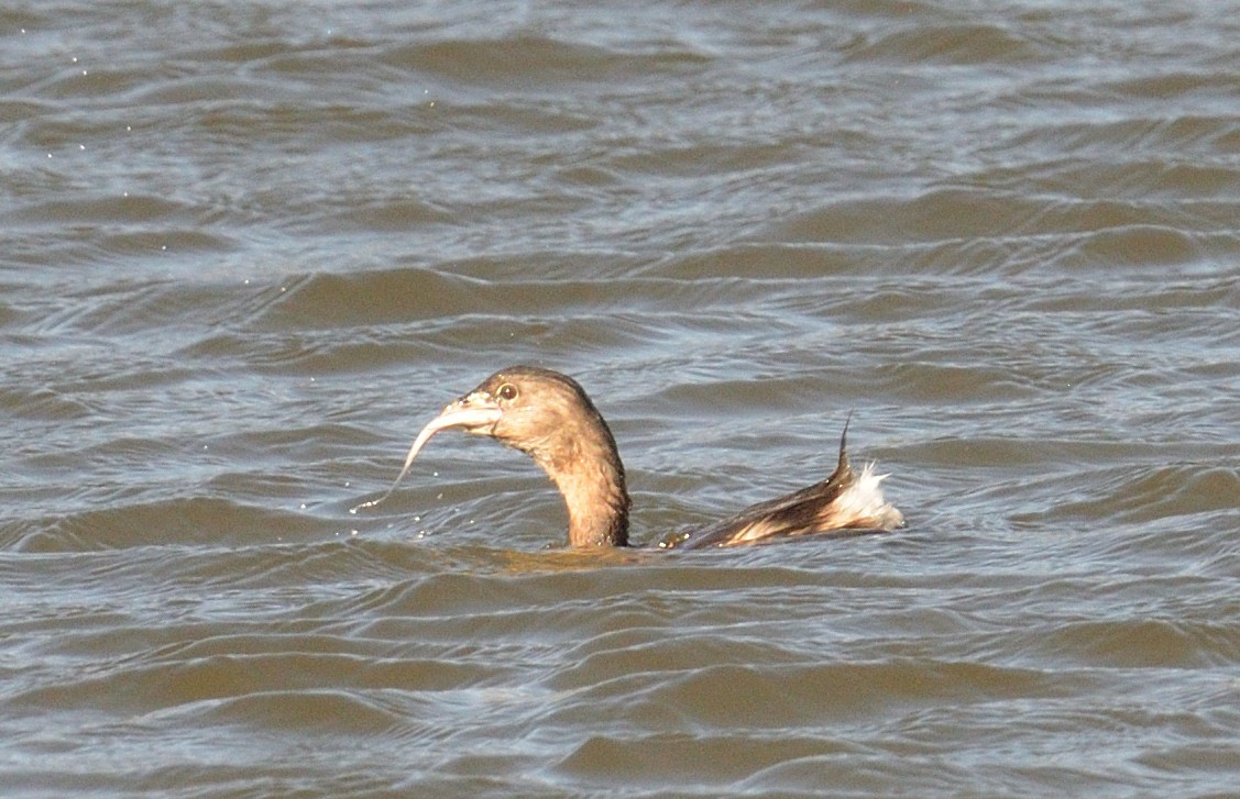 Pied-billed Grebe - Avery Dart