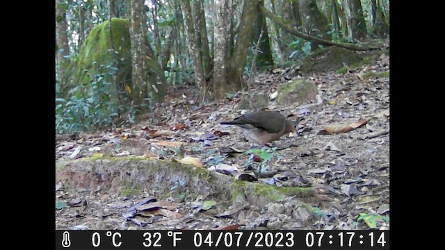 Gray-fronted Dove - ML615931177