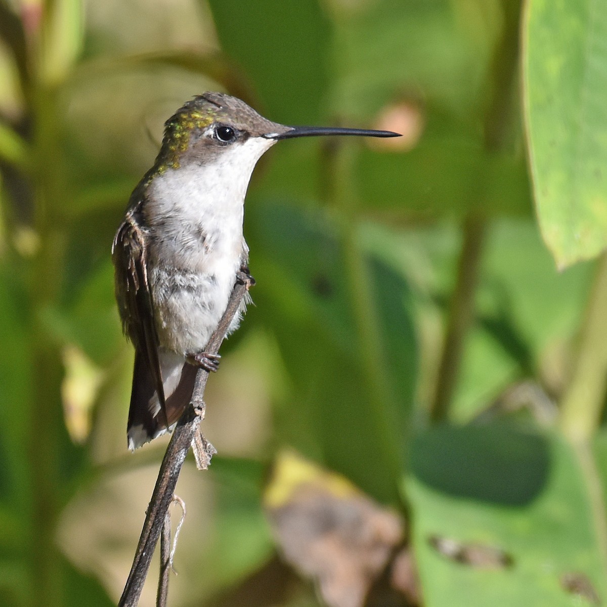 Ruby-throated Hummingbird - ML615931246