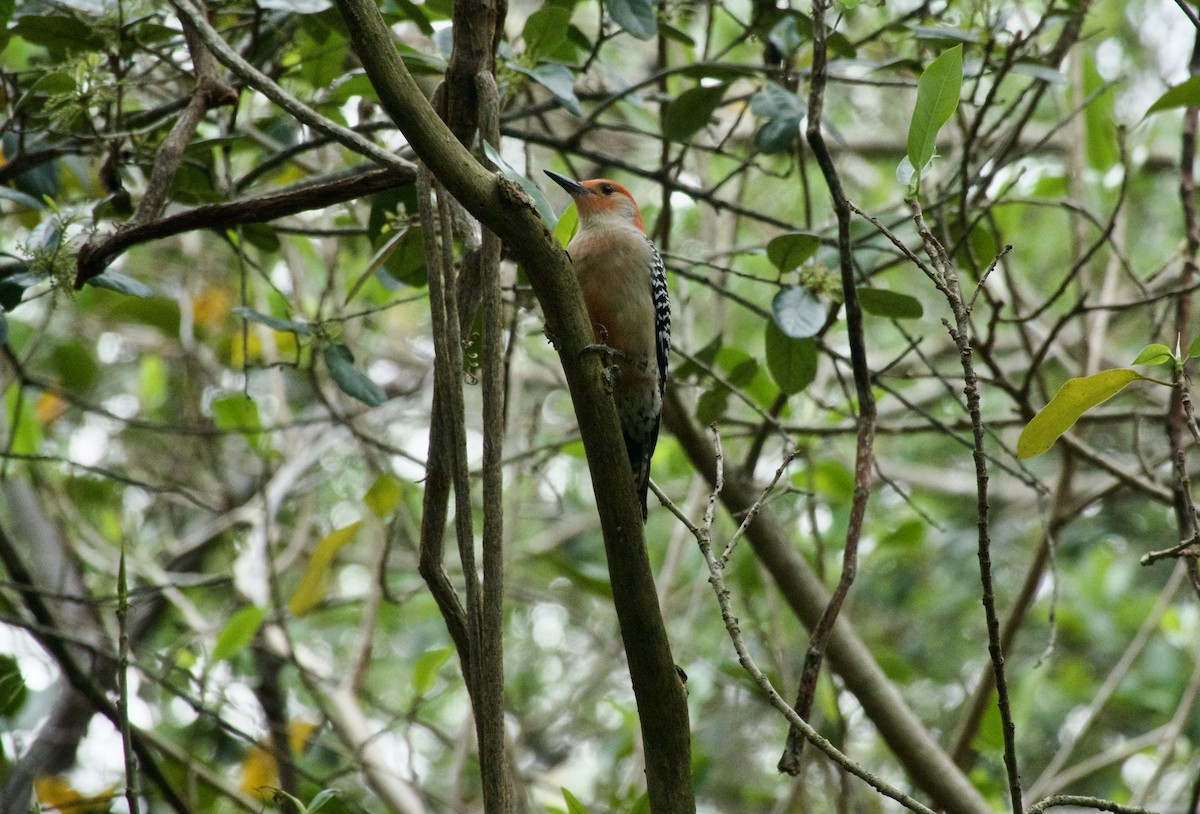 Red-bellied Woodpecker - Ed Eden