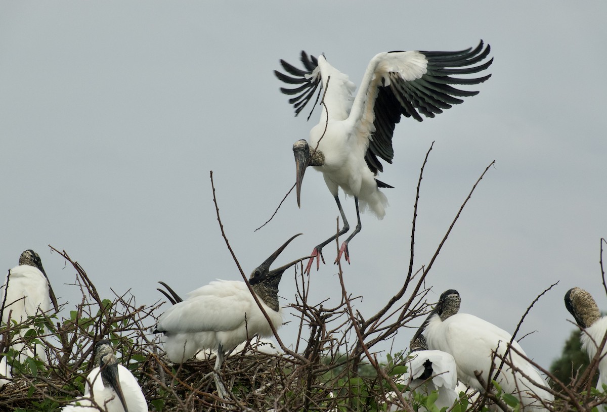 Wood Stork - ML615931349