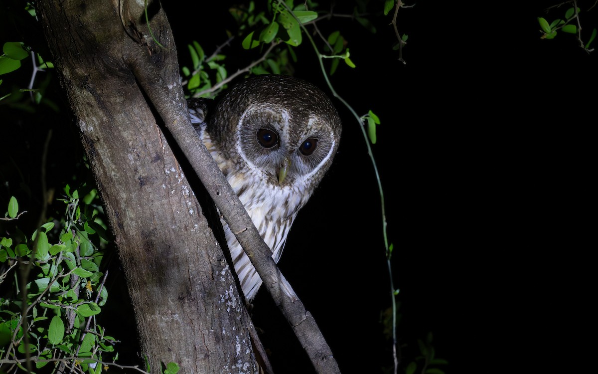 Mottled Owl - Simon Kiacz