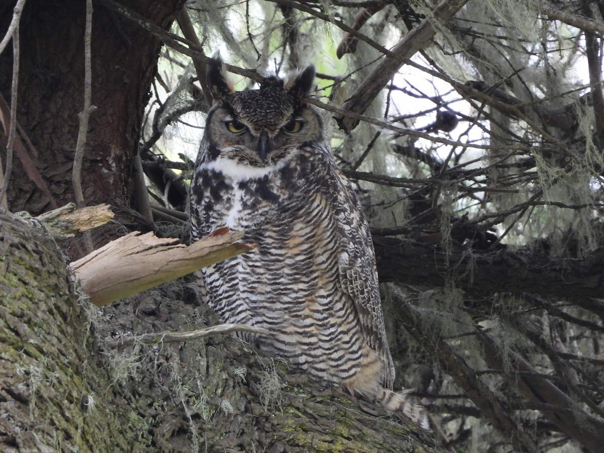 Great Horned Owl - John Paul