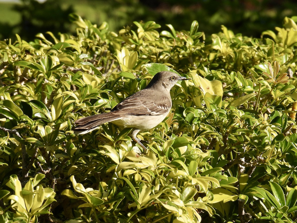 Northern Mockingbird - ML615931539