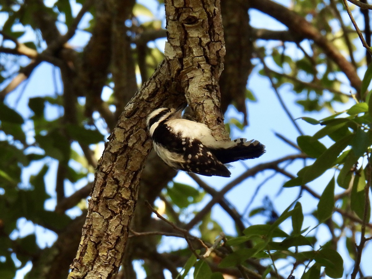 Downy Woodpecker - ML615931542