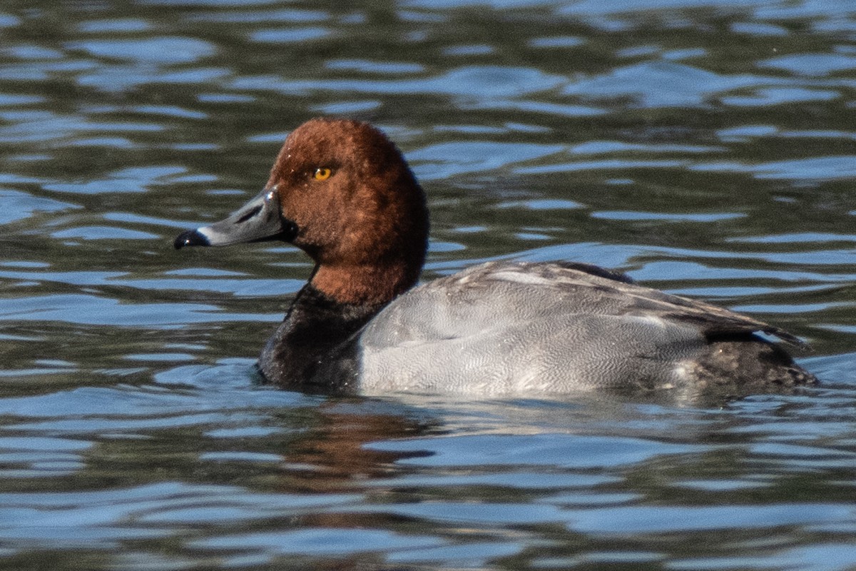 Redhead - ML615931545