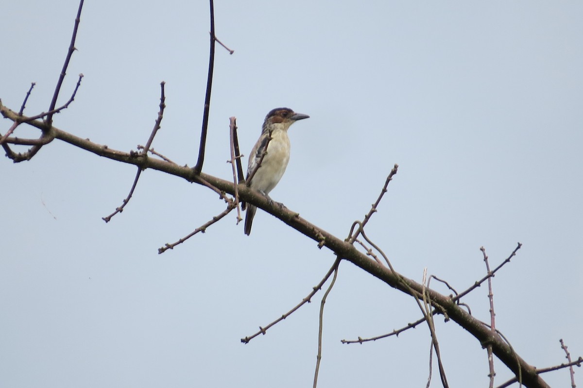 Black-crowned Tityra - Cleberton Bianchini