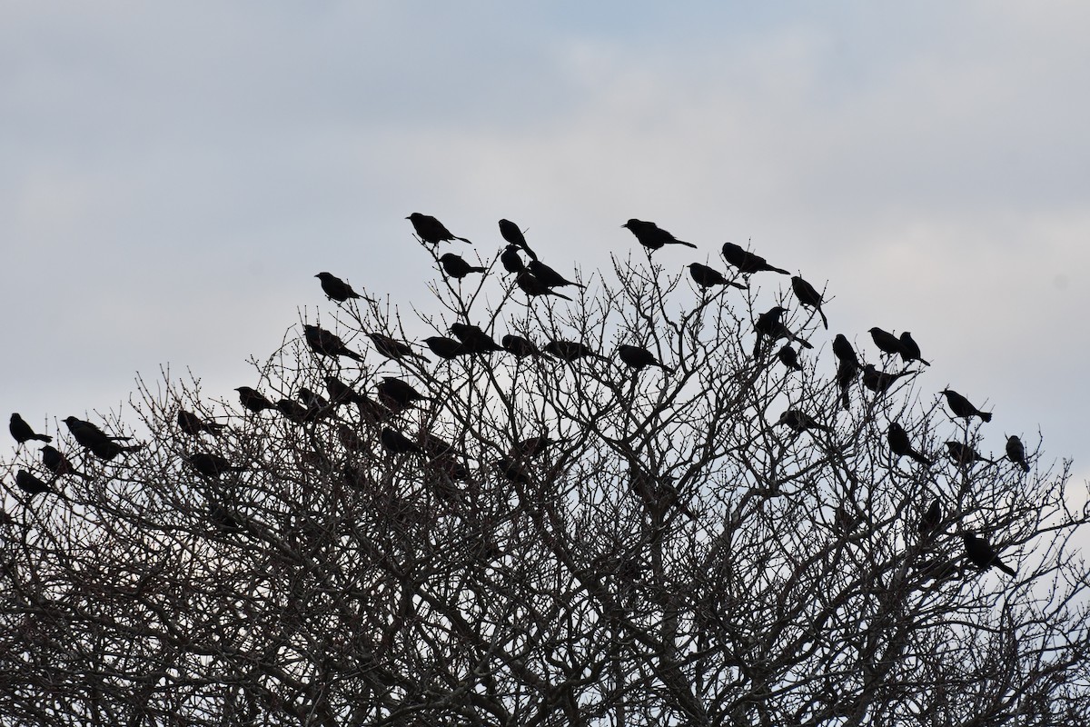 Common Grackle (Bronzed) - ML615931558