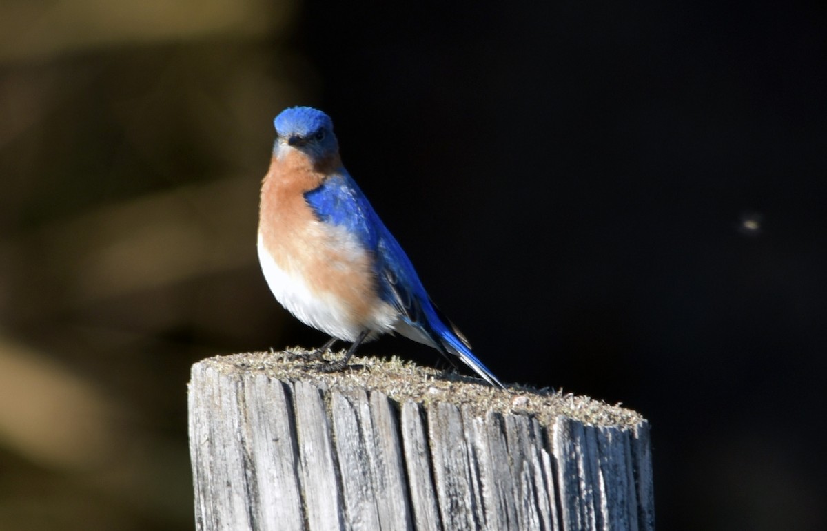 Eastern Bluebird - ML615931716