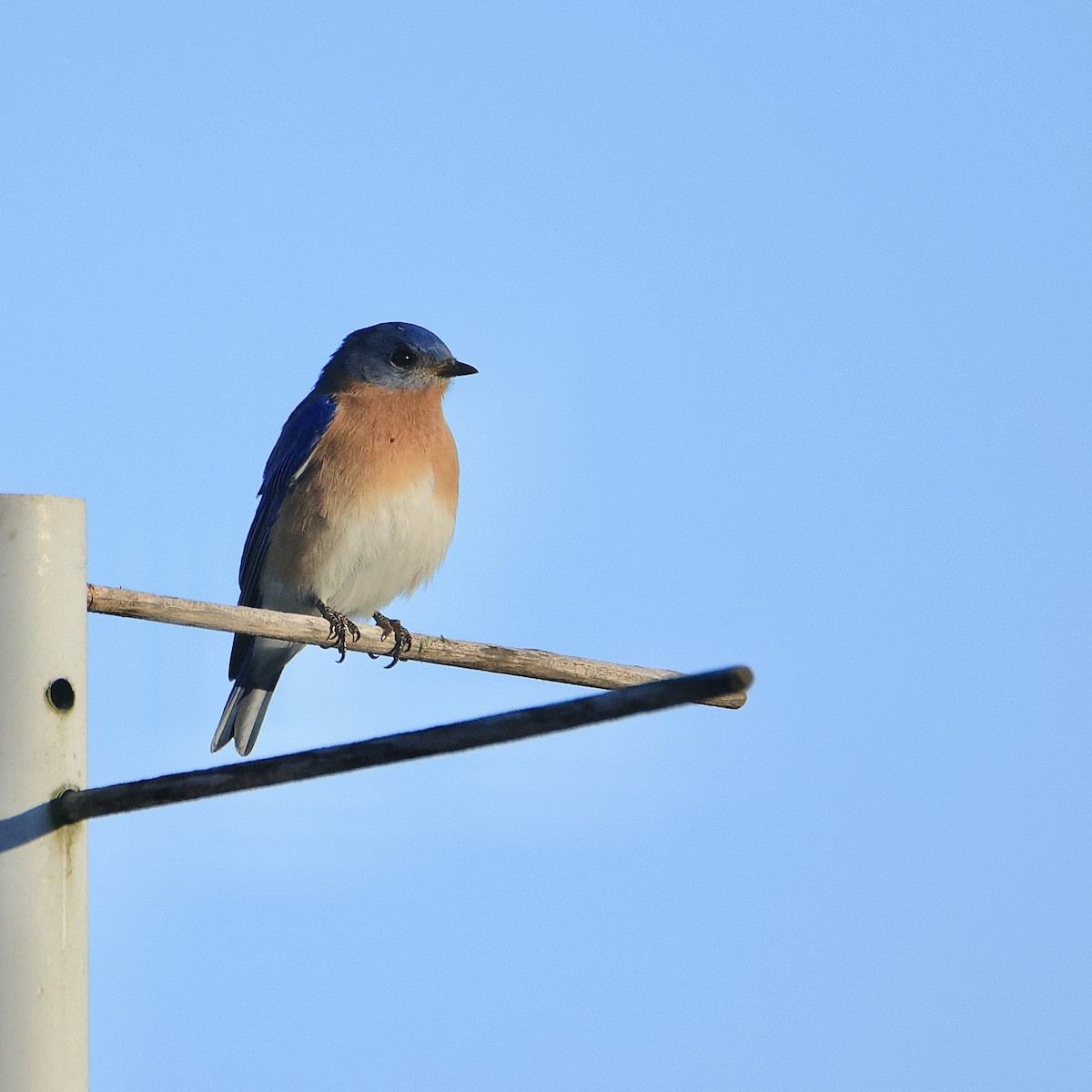 Eastern Bluebird - ML615931818