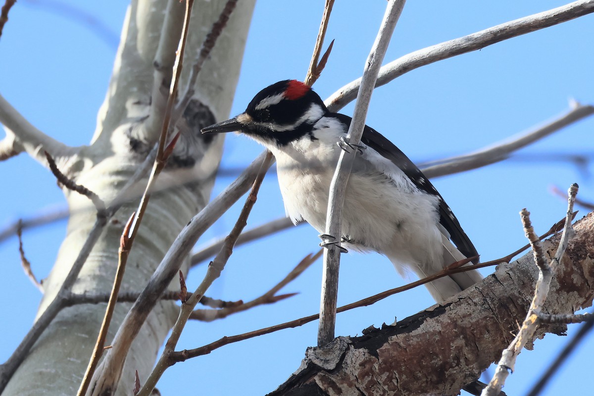 Hairy Woodpecker - ML615931821