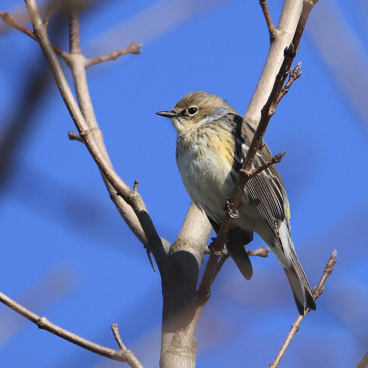 Yellow-rumped Warbler (Myrtle) - ML615931860