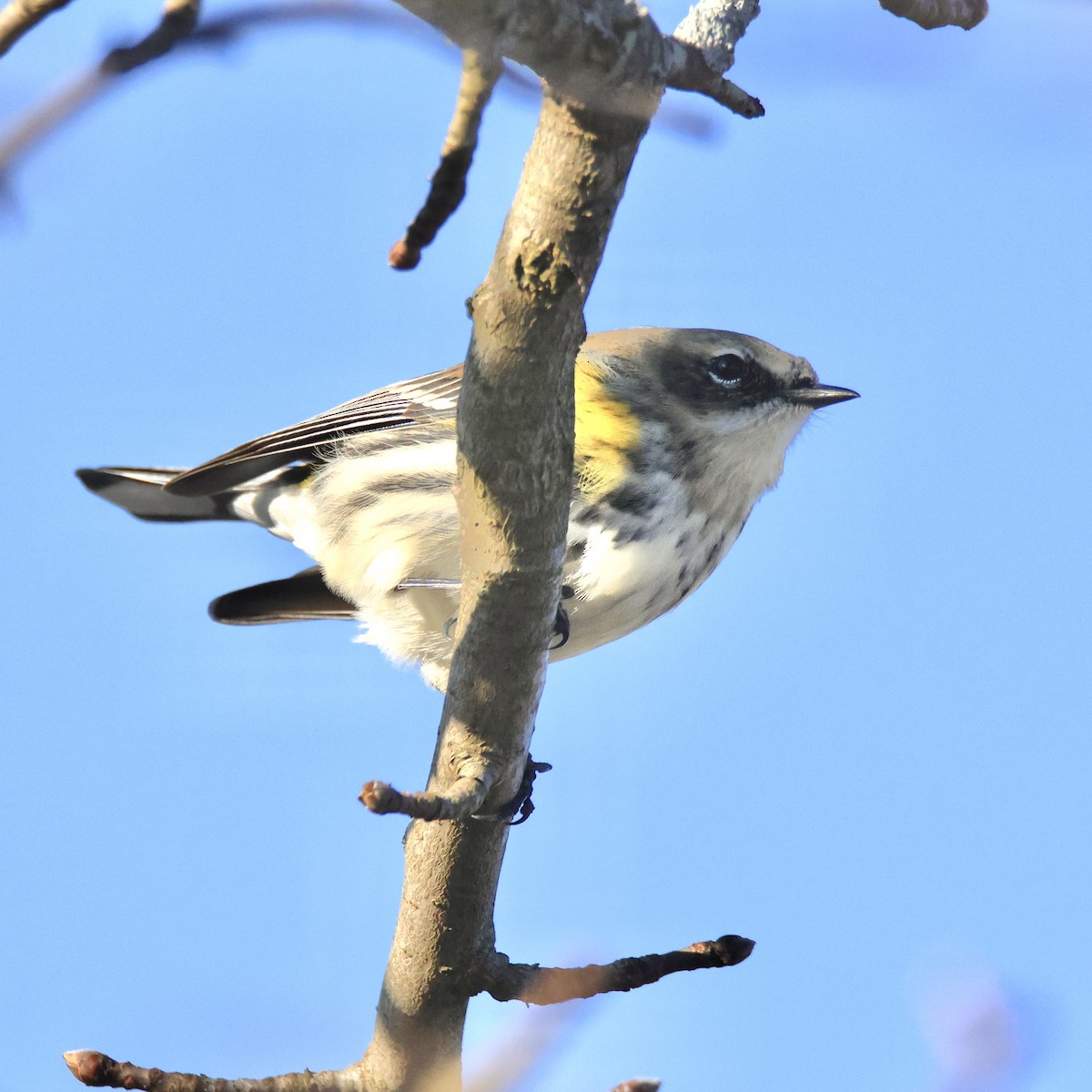 Yellow-rumped Warbler (Myrtle) - ML615931861