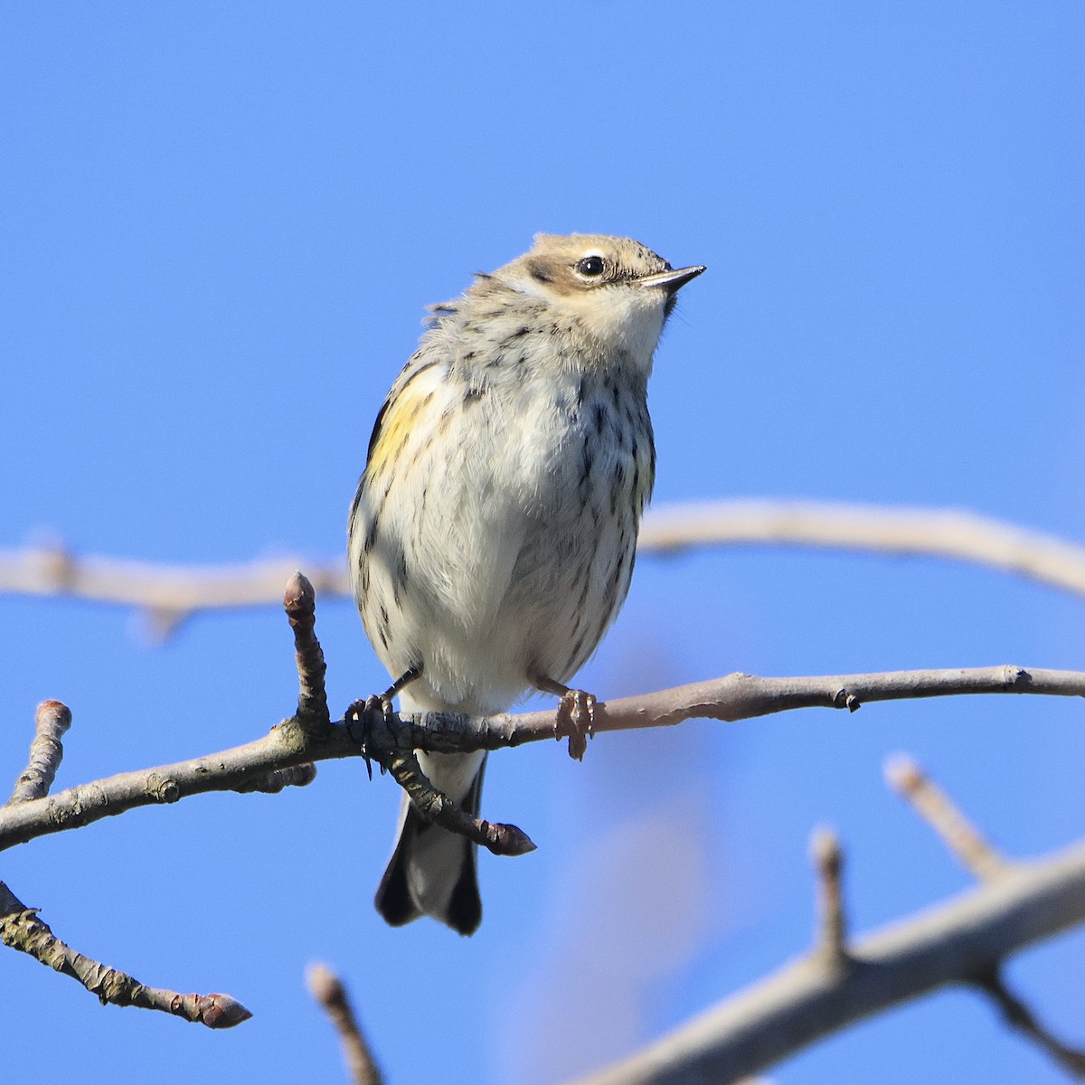 Yellow-rumped Warbler (Myrtle) - ML615931862