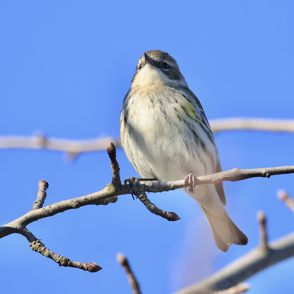 Yellow-rumped Warbler (Myrtle) - ML615931863