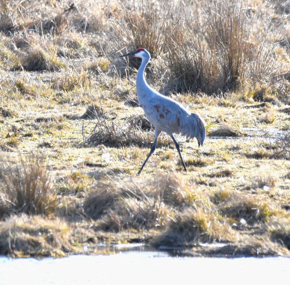 Sandhill Crane - ML615931983