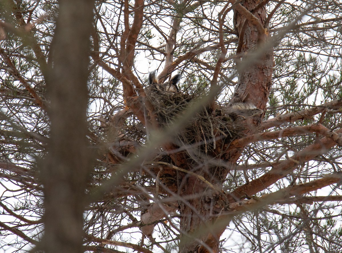 Great Horned Owl - ML615931988