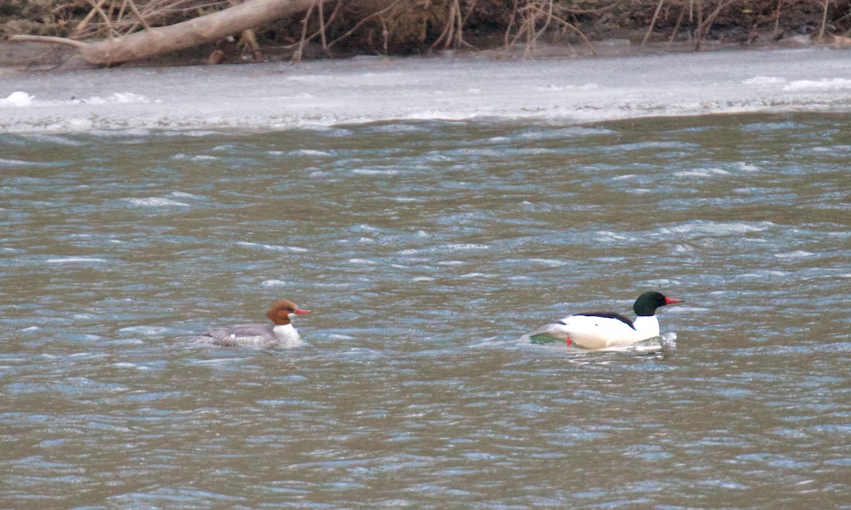 Common Merganser - Spencer Ogden