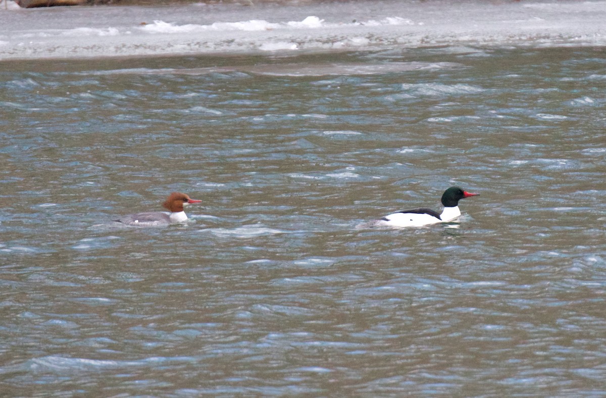 Common Merganser - Spencer Ogden