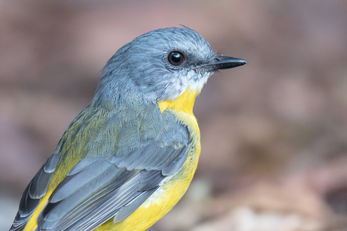 Eastern Yellow Robin - ML615932032