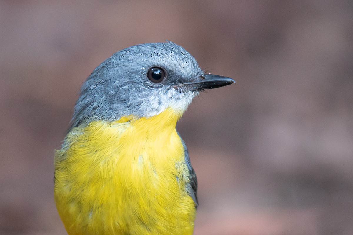 Eastern Yellow Robin - ML615932033