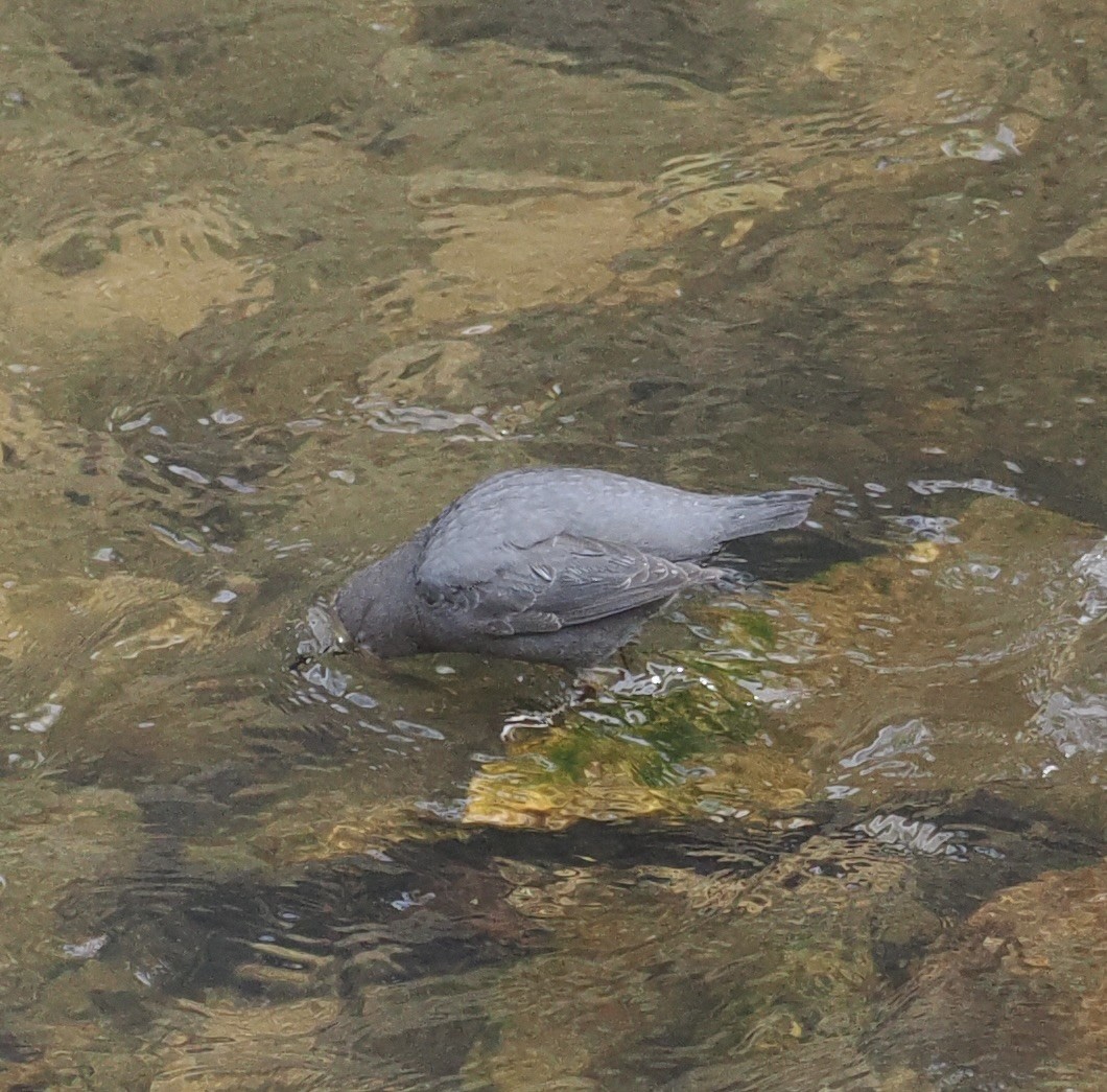 American Dipper - Bob Foehring