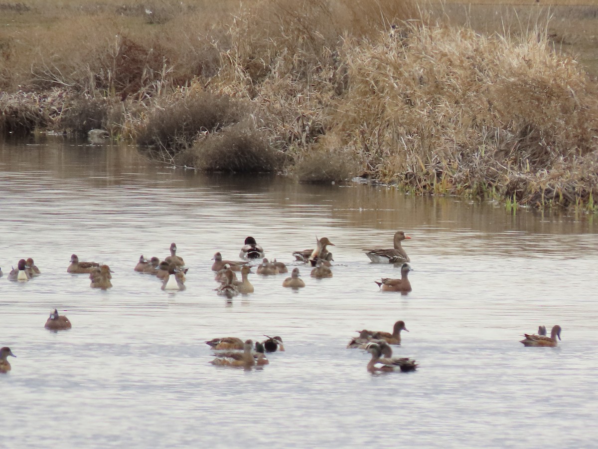 Greater White-fronted Goose - ML615932061