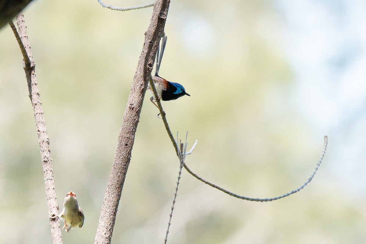 Variegated Fairywren - ML615932085