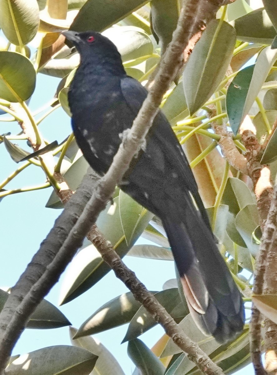 kukačka pacifická (ssp. cyanocephalus/subcyanocephalus) - ML615932108