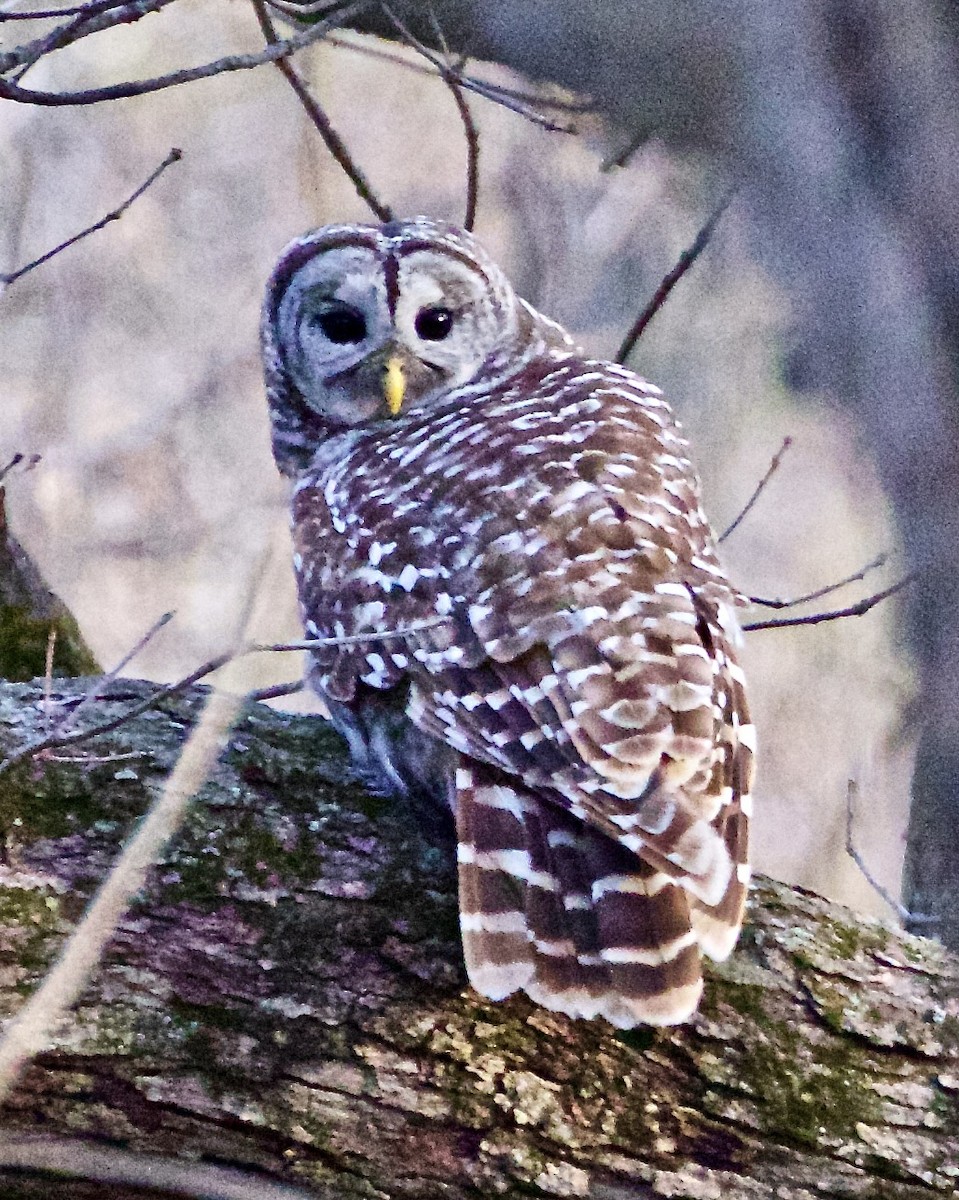 Barred Owl - ML615932110