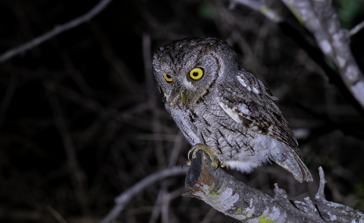 Eastern Screech-Owl (McCall's) - Simon Kiacz