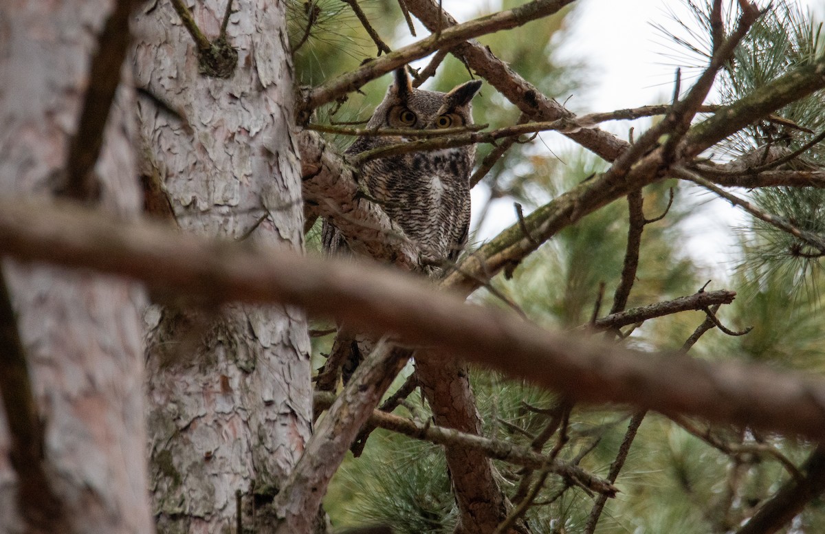 Great Horned Owl - ML615932168