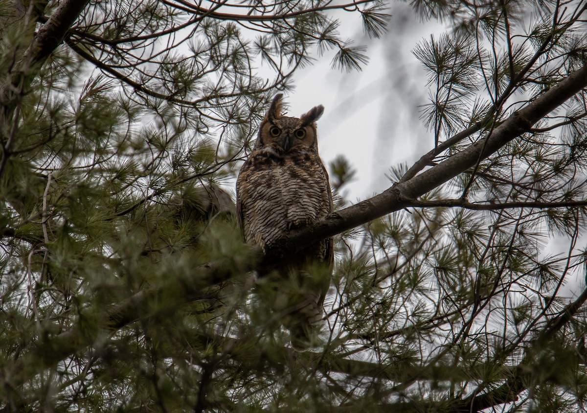 Great Horned Owl - ML615932169