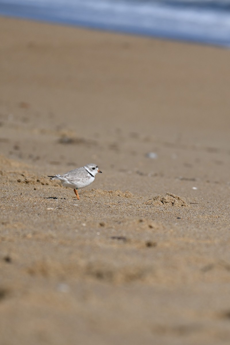 Piping Plover - ML615932217