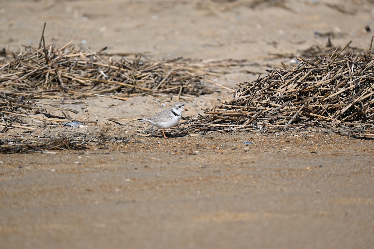Piping Plover - ML615932218