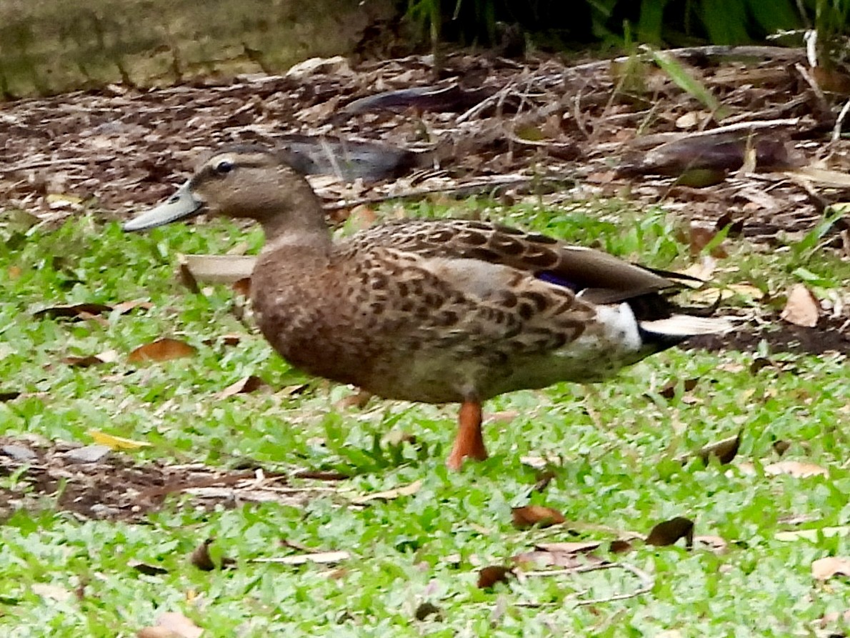 Mallard/Hawaiian Duck - ML615932235