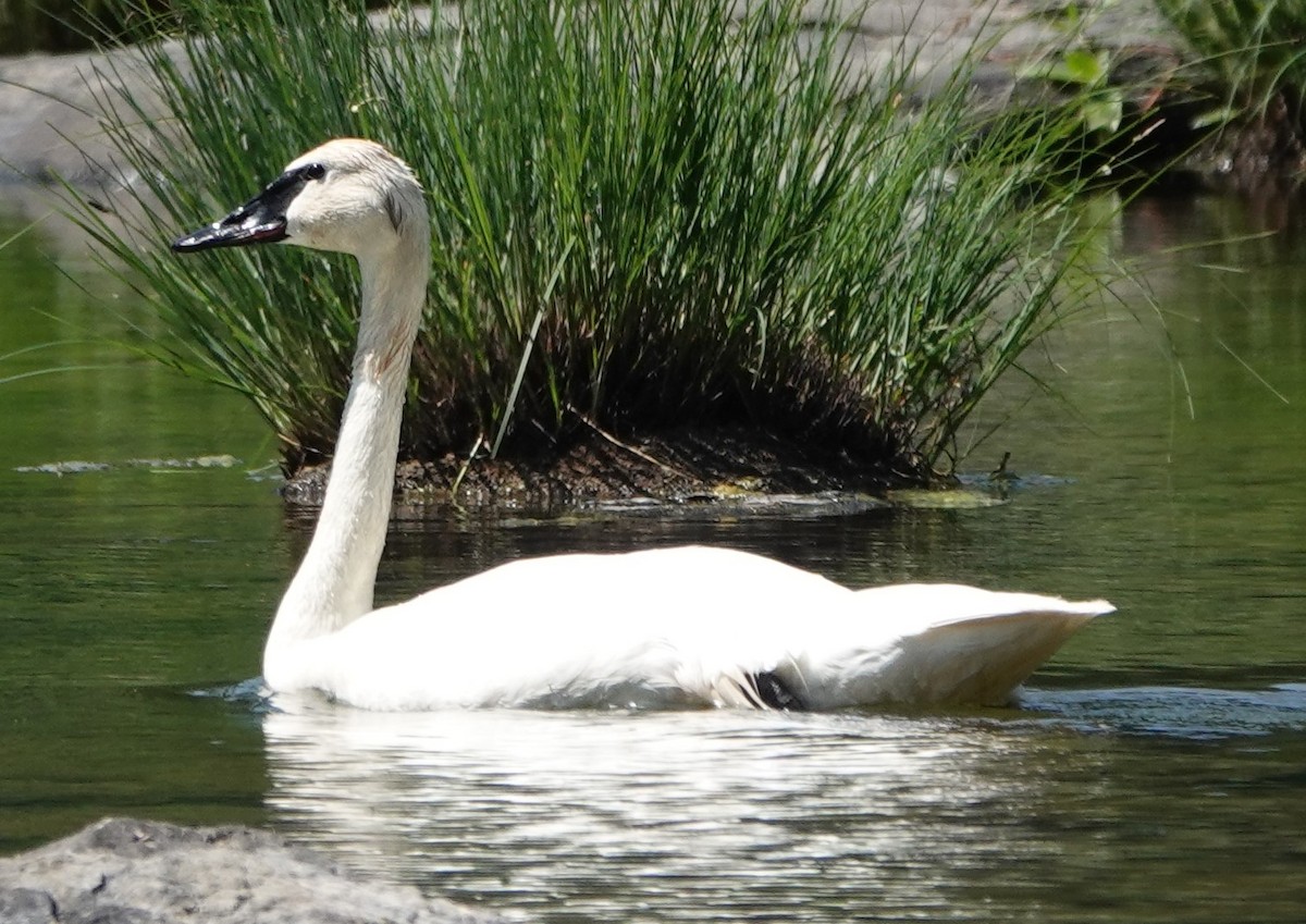 Trumpeter Swan - ML615932269