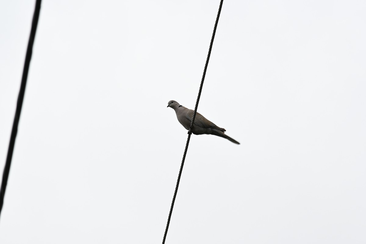 Eurasian Collared-Dove - Shank Kulkarni