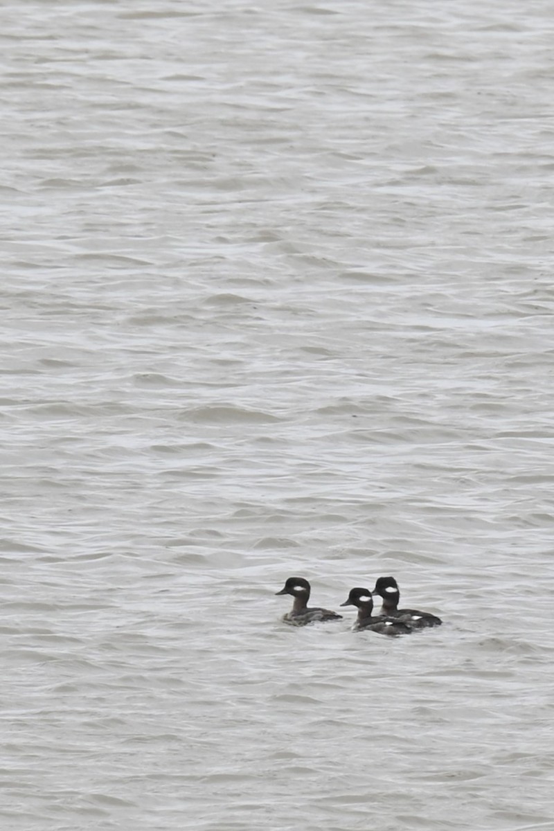 Bufflehead - ML615932284