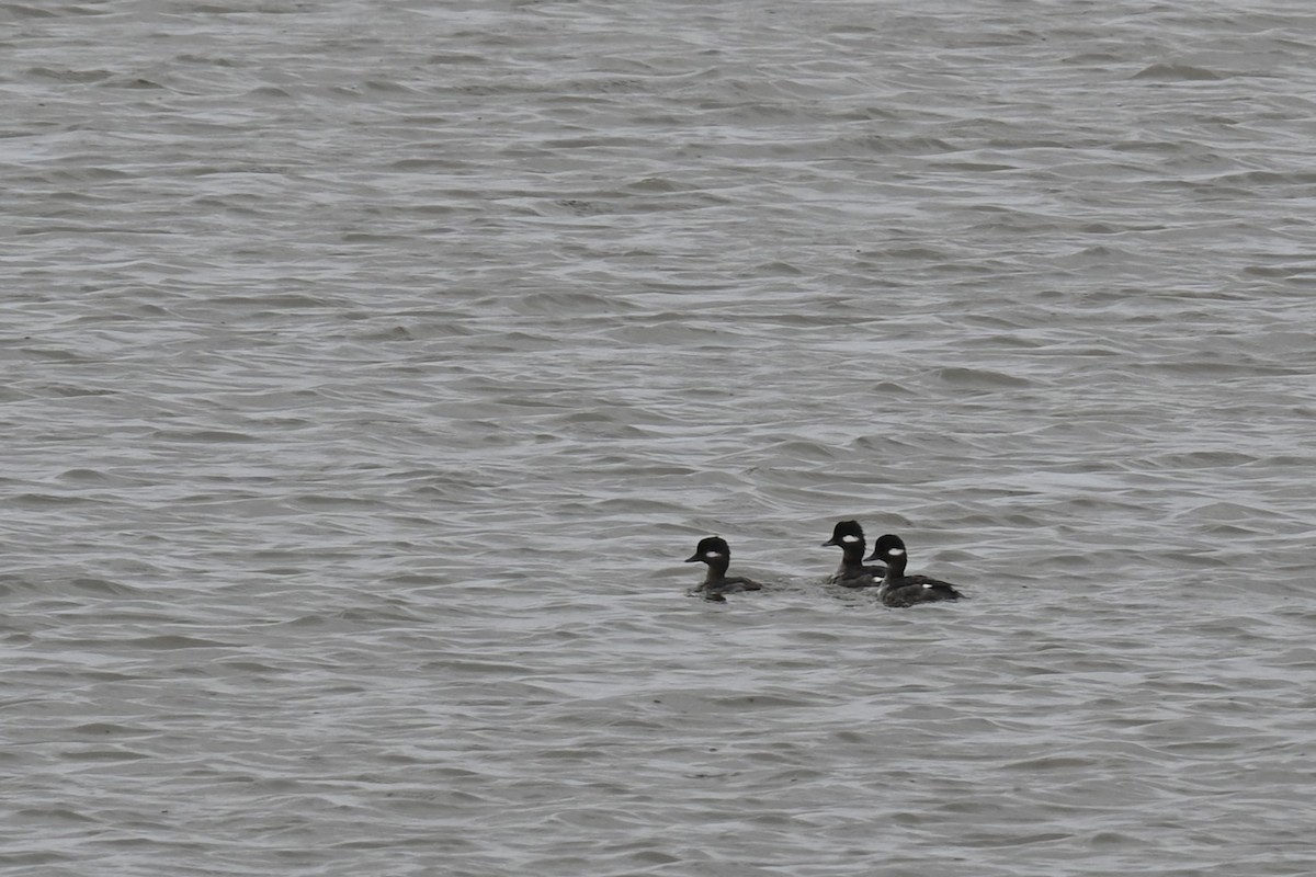 Bufflehead - ML615932285