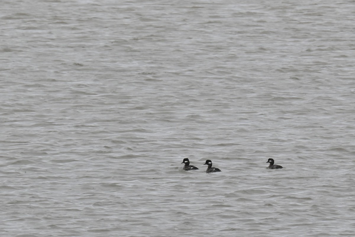 Bufflehead - ML615932286