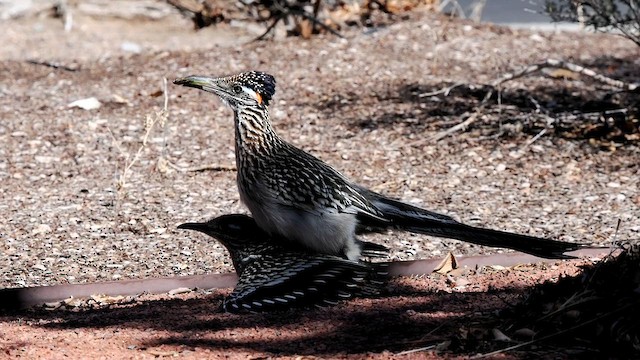 Greater Roadrunner - ML615932306