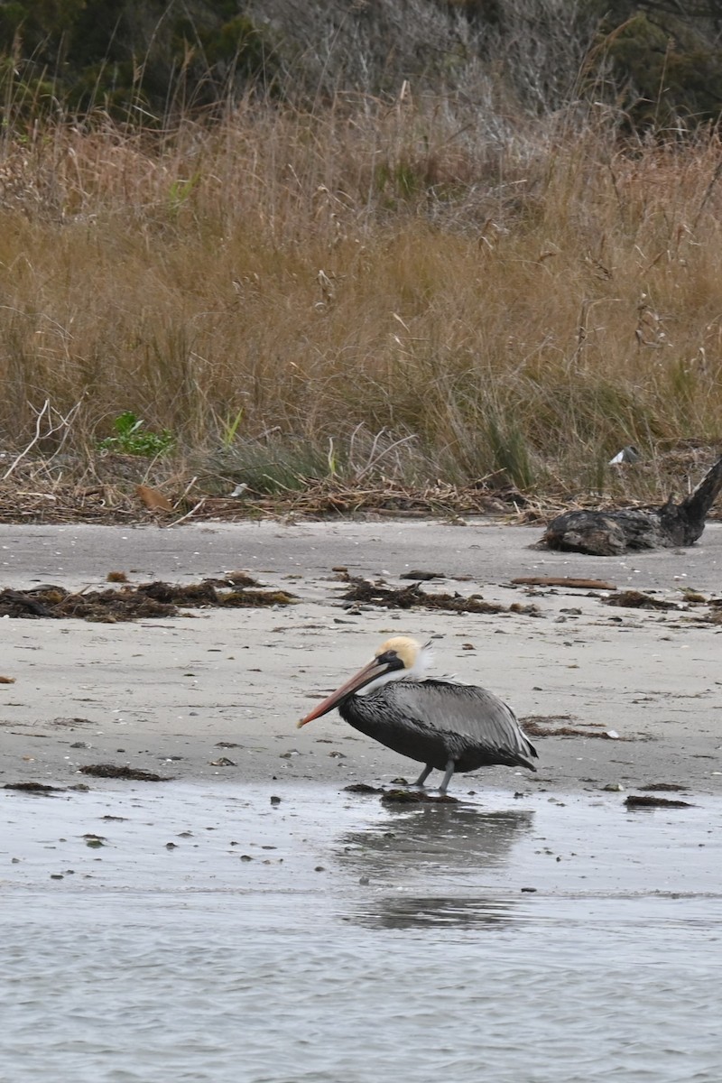 Brown Pelican - ML615932307