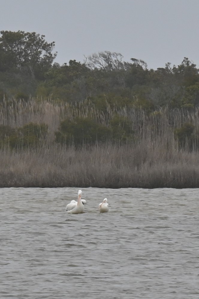 American White Pelican - ML615932339