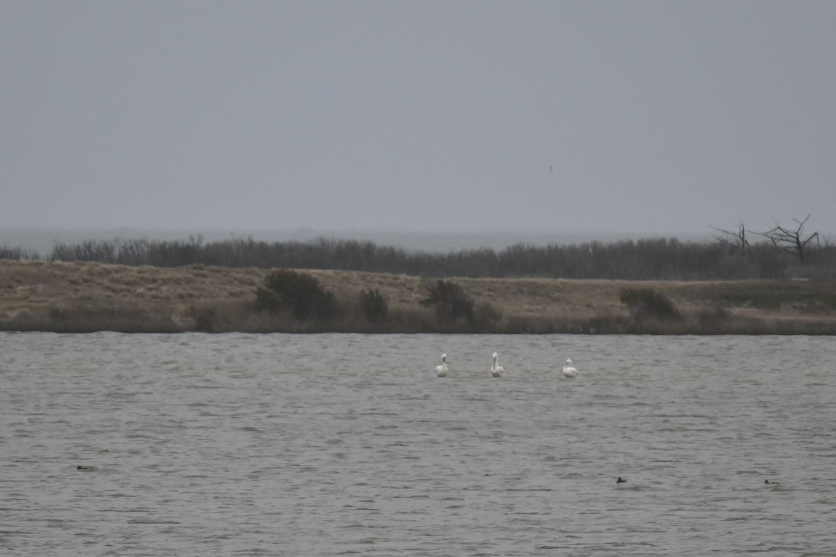 American White Pelican - ML615932340